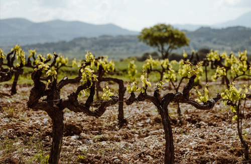 Vinsio au coeur de la Vallée du Rhône Vinsio au coeur de la Vallée du Rhône