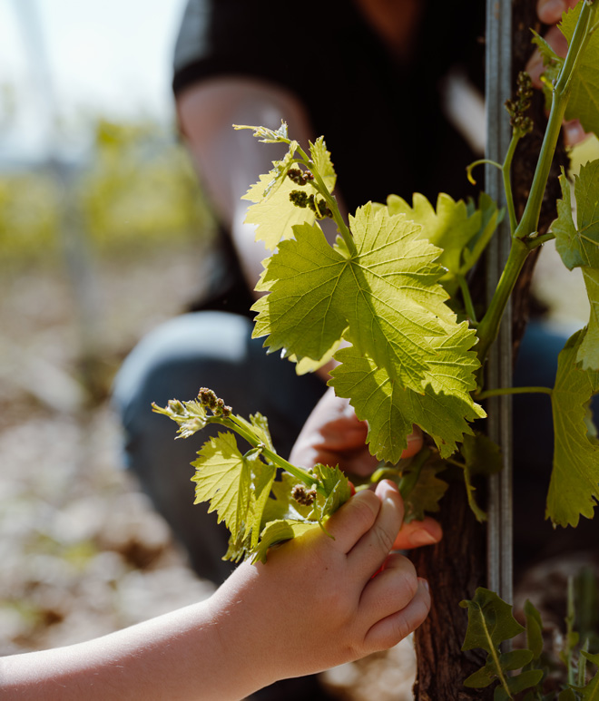 L'histoire de la cave Vinsio